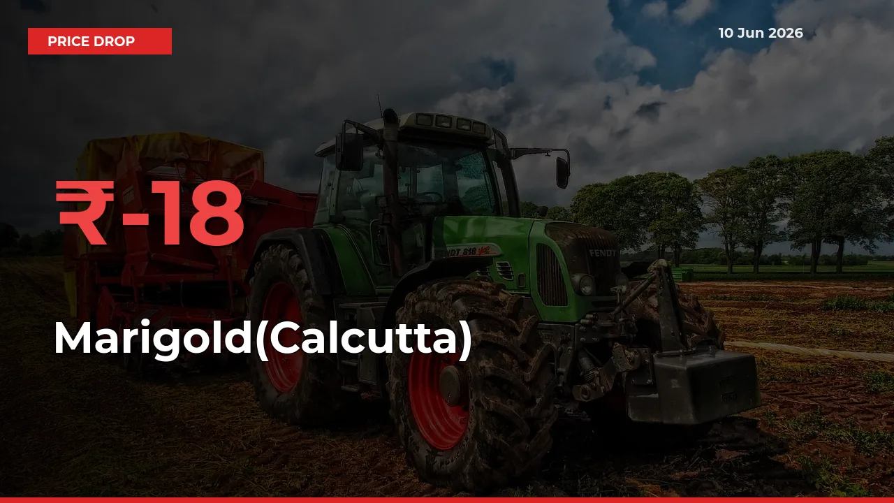 Marigold(Calcutta) Falls 18.37% at Mandis