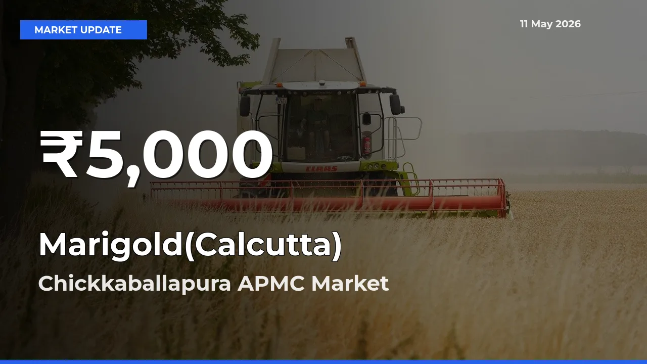 Farmers Concerned as Marigold(Calcutta) Hits 30-Day Low in Chickkaballapura APMC