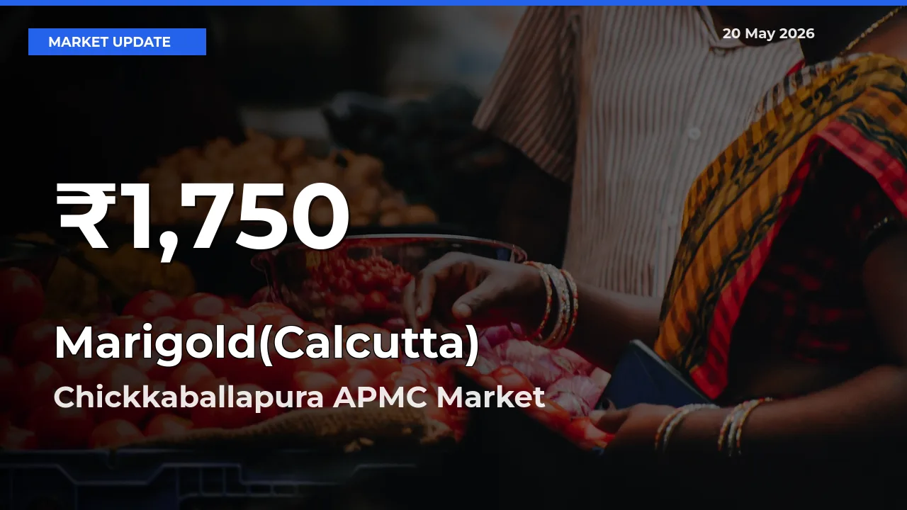Why Marigold(Calcutta) Prices Slumped in Chickkaballapura APMC – 30-Day Low Today