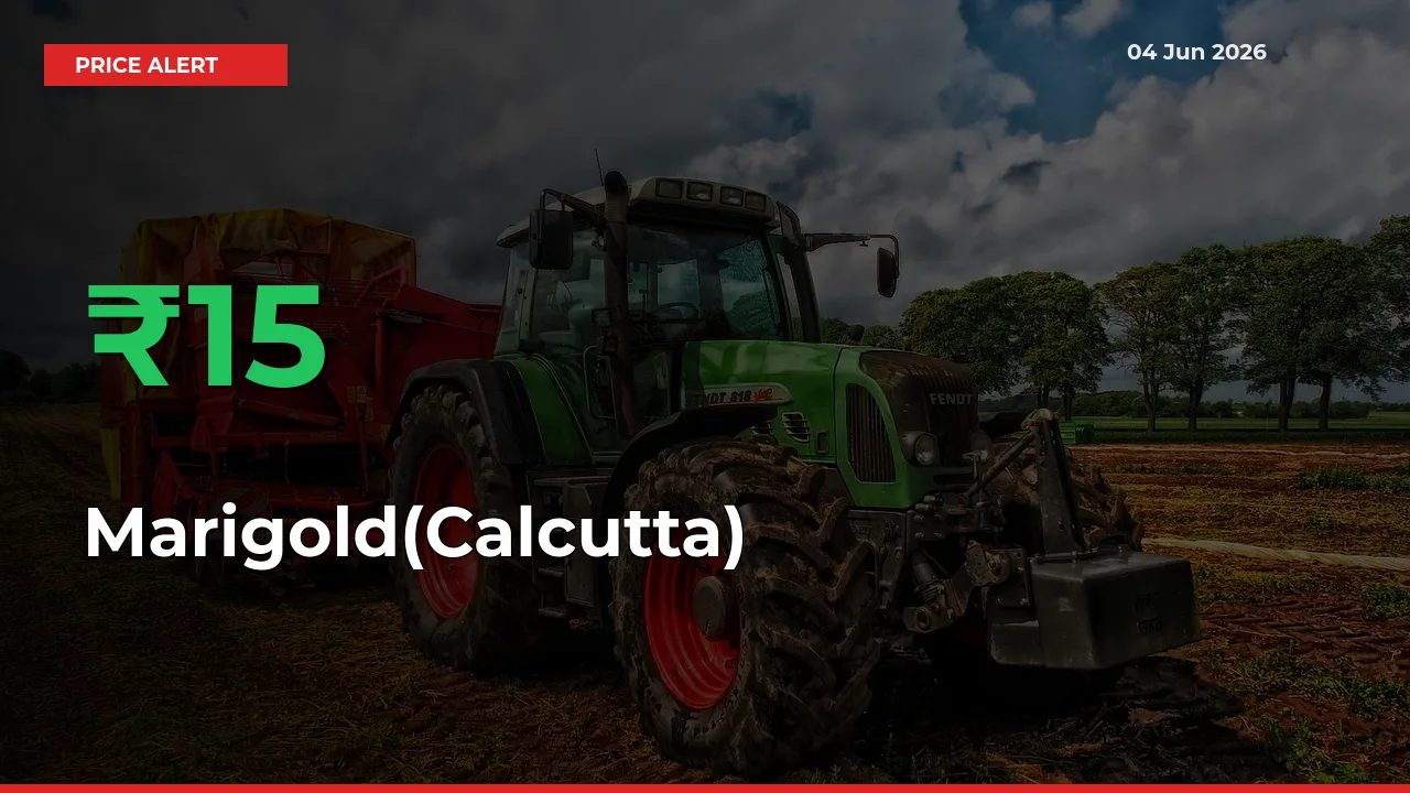 Marigold(Calcutta) Mandi Rate Today: Prices Jump 15.49% at Market