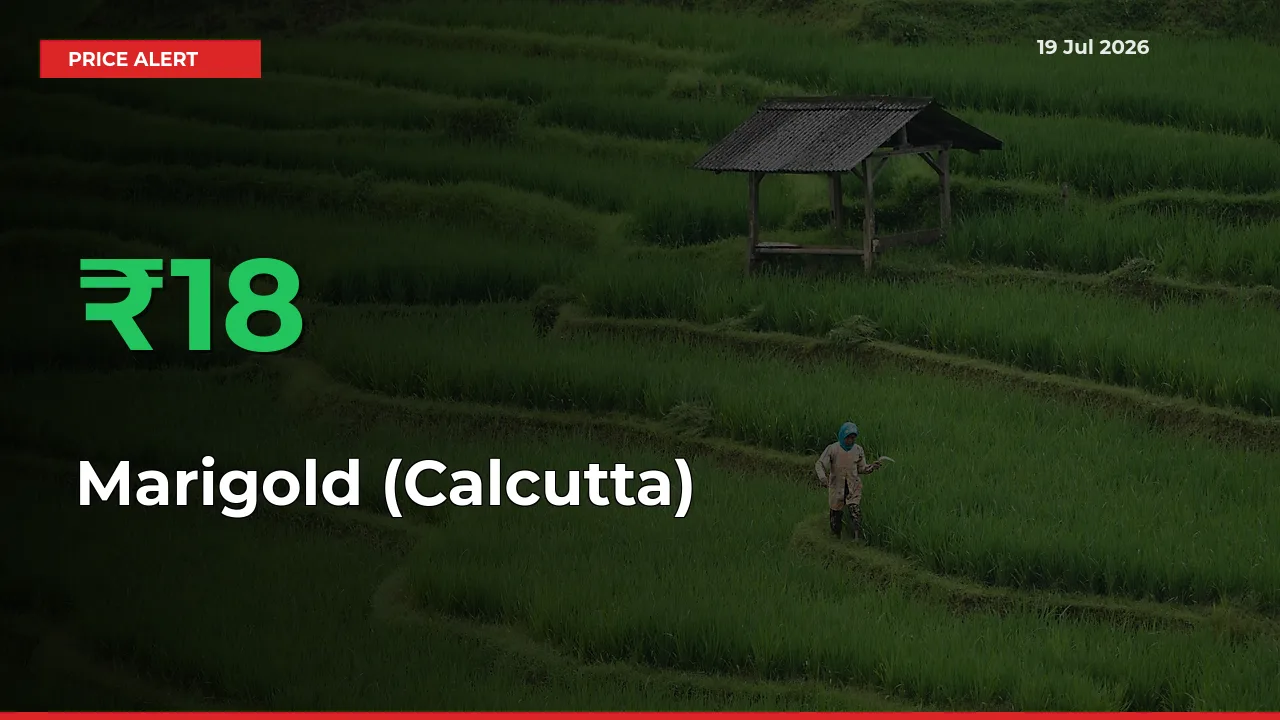 Marigold (Calcutta) Mandi Rate Today: Prices Jump 17.93% at Market