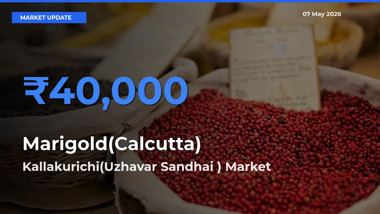 Kallakurichi(Uzhavar Sandhai ) Offers ₹40,000 – Highest Marigold(Calcutta) Rate Today