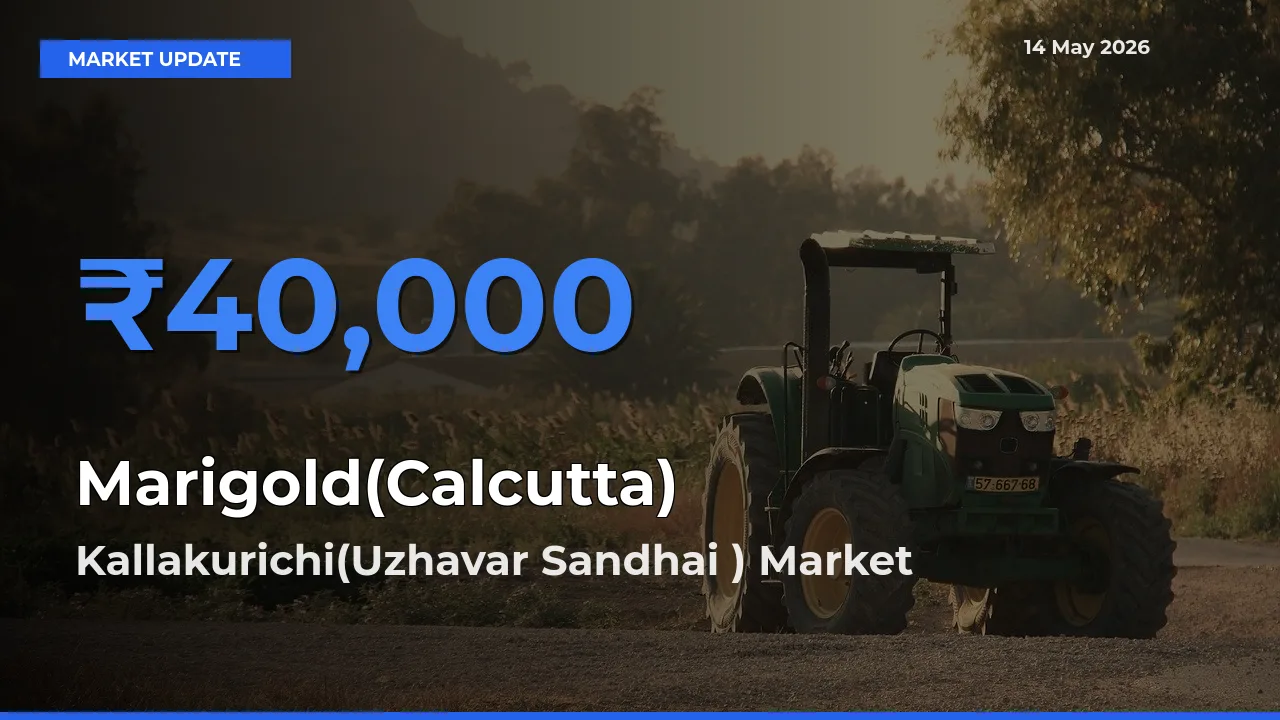 Marigold(Calcutta) Mandi Rate Today: Kallakurichi(Uzhavar Sandhai ) Tops the List