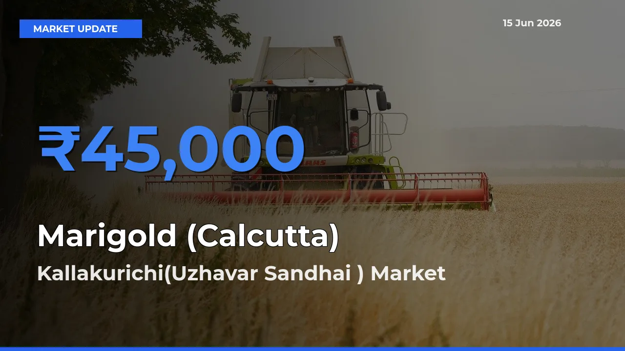 Kallakurichi(Uzhavar Sandhai ) Tops Marigold (Calcutta) Mandi Rates Today