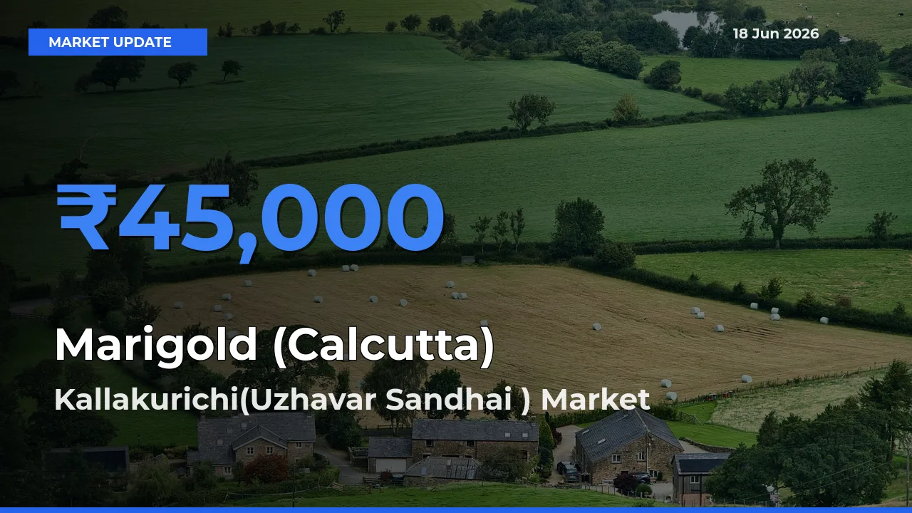 Farmers Prefer Kallakurichi(Uzhavar Sandhai ) as Marigold (Calcutta) Hits Highest Rate
