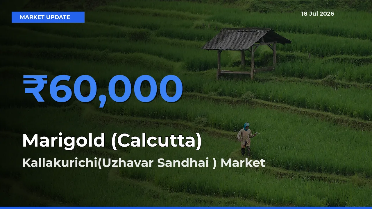 Kallakurichi(Uzhavar Sandhai ) Tops Marigold (Calcutta) Rates – July 18 Market Update
