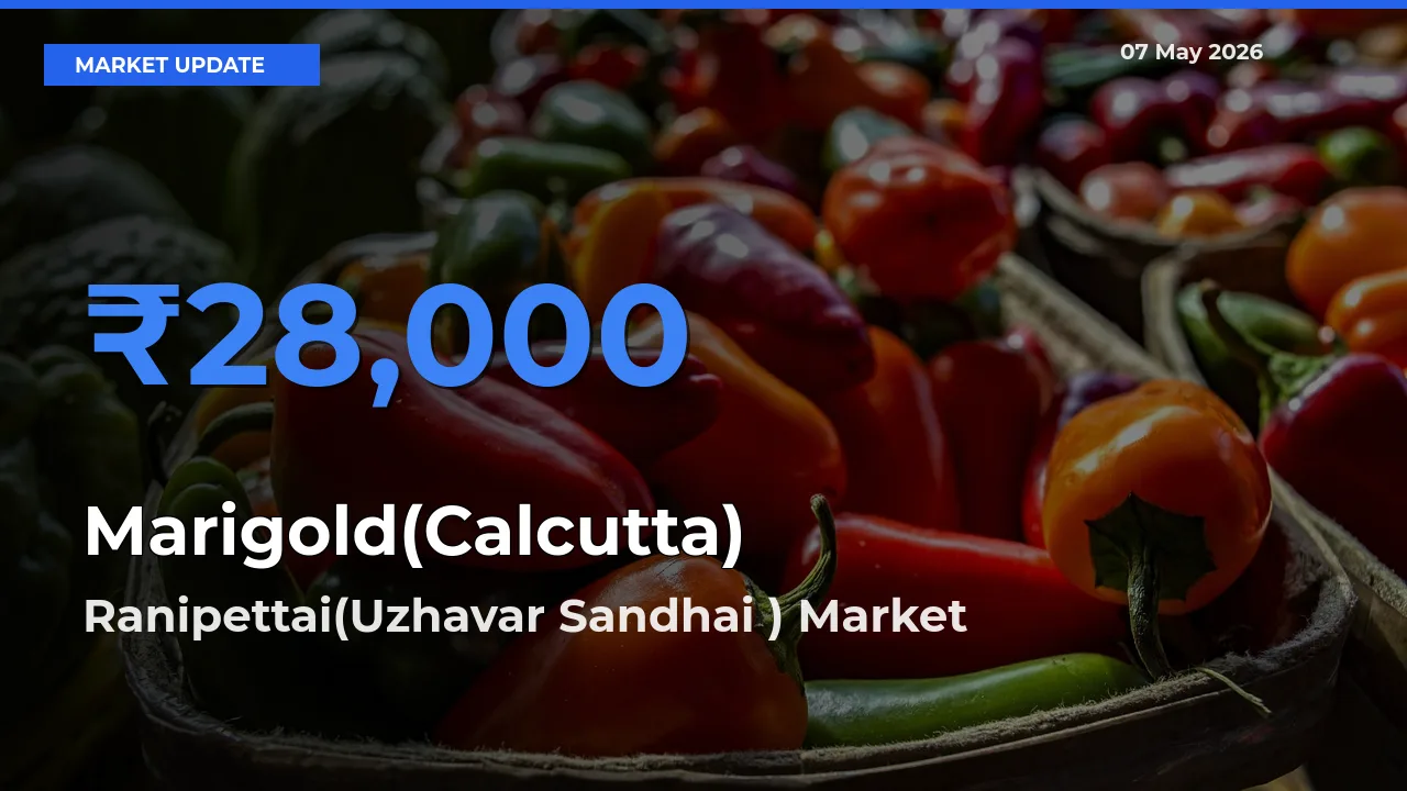 Farmers Prefer Ranipettai(Uzhavar Sandhai ) as Marigold(Calcutta) Hits Highest Rate