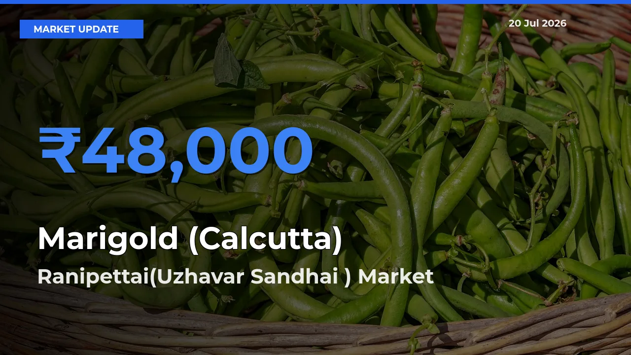 Ranipettai(Uzhavar Sandhai ) Emerges as Top Mandi for Marigold (Calcutta) Prices Today