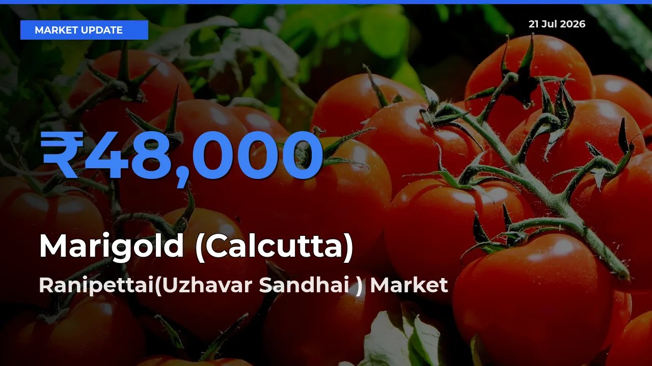 Ranipettai(Uzhavar Sandhai ) Leads as Top Mandi for Marigold (Calcutta) Prices