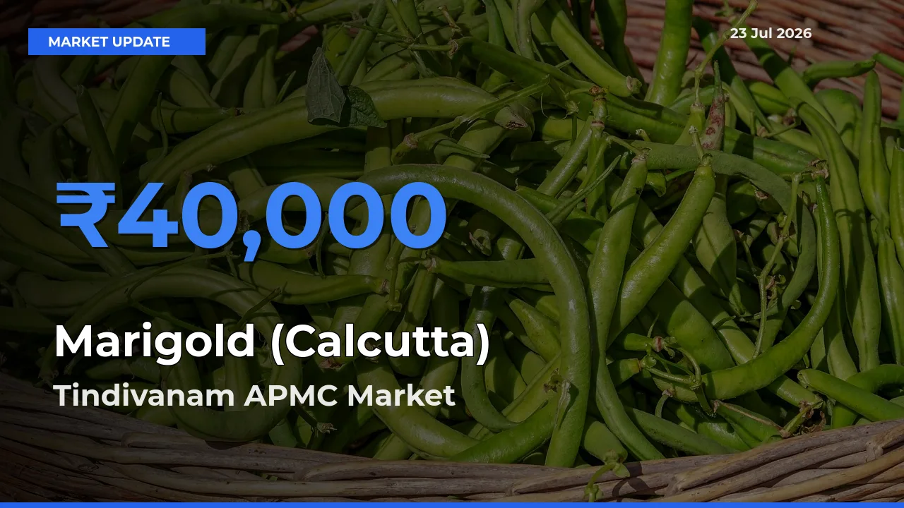 Tindivanam APMC Records Highest ₹40,000 Rate for Marigold (Calcutta)