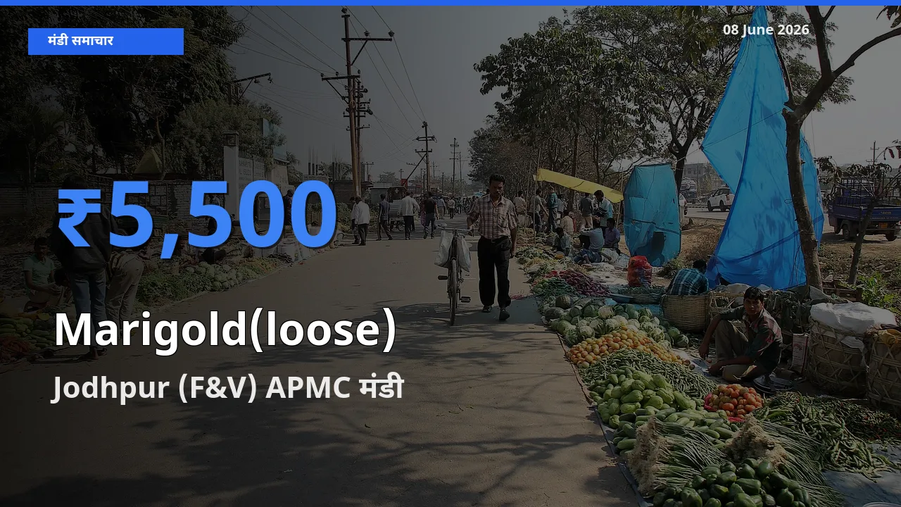 Jodhpur (F&V) APMC मंडी में आज गेंदा (ढीला) के सबसे ऊँचे दाम दर्ज