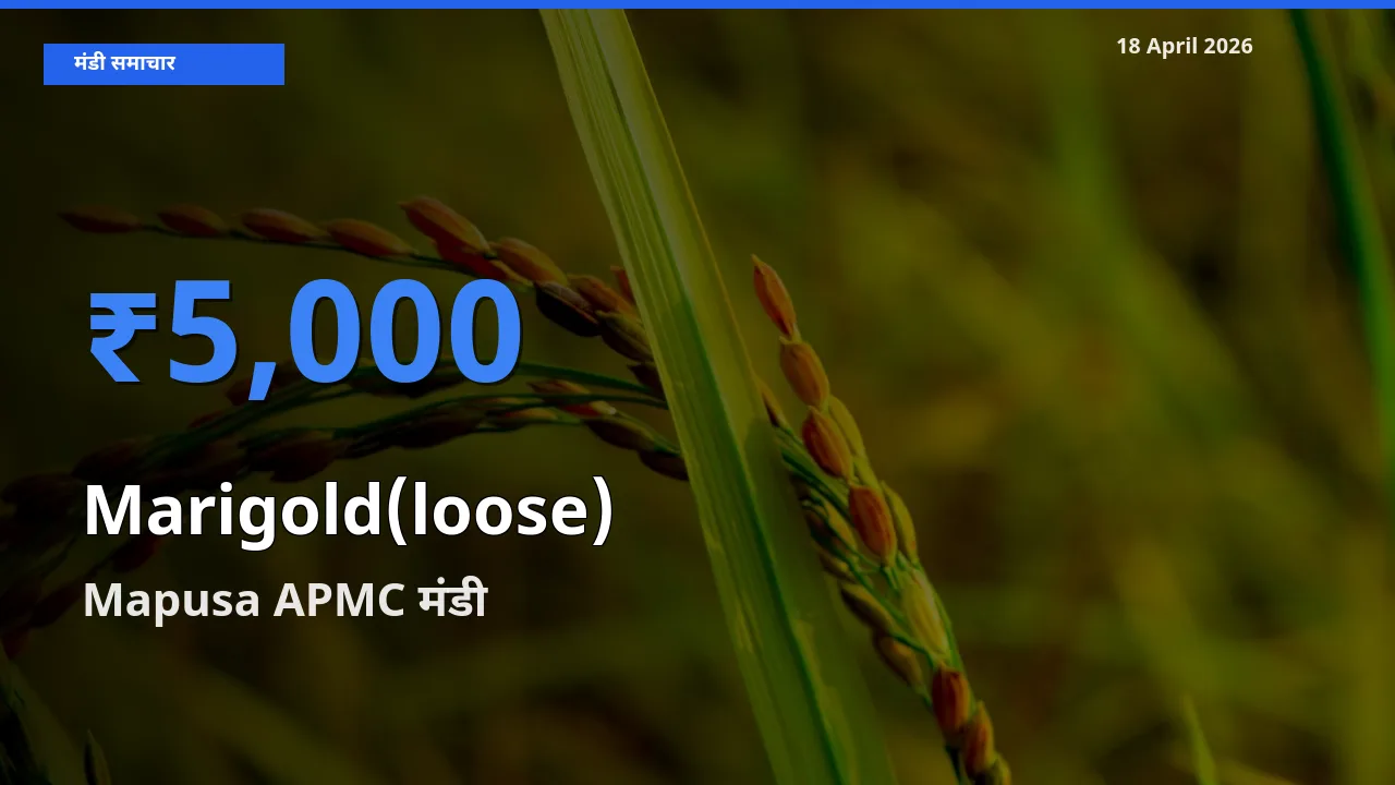 आज गेंदा (ढीला) के सबसे ऊँचे दाम ₹5,000 Mapusa APMC मंडी में