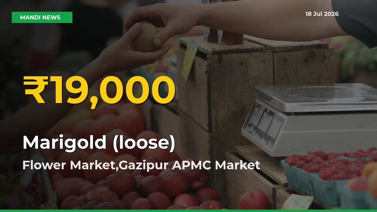 Marigold (loose) Mandi Rate Surges Today in Flower Market,Gazipur APMC – Highest Level in 30 Days