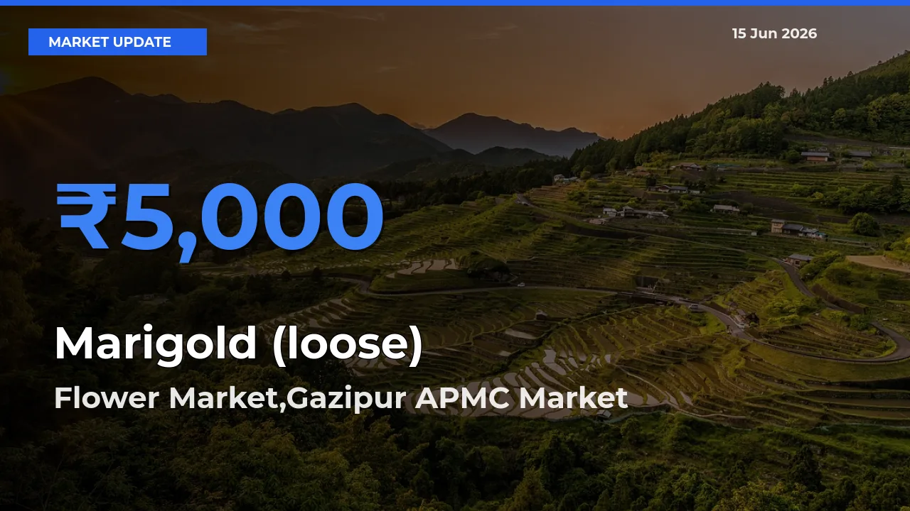 Flower Market,Gazipur APMC Records Highest ₹5,000 Rate for Marigold (loose)