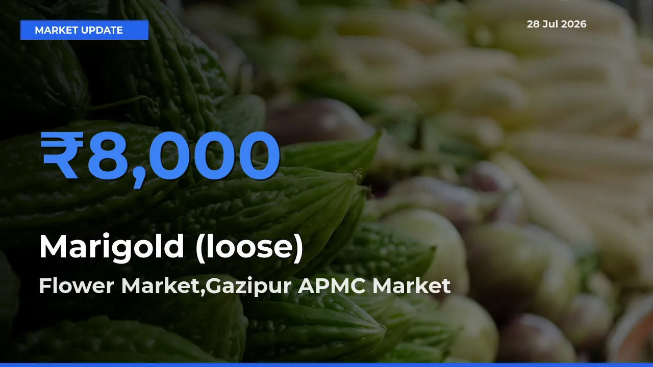 Flower Market,Gazipur APMC, Delhi, NCT of Delhi Offers ₹8,000 – Highest Marigold (loose) Rate Today
