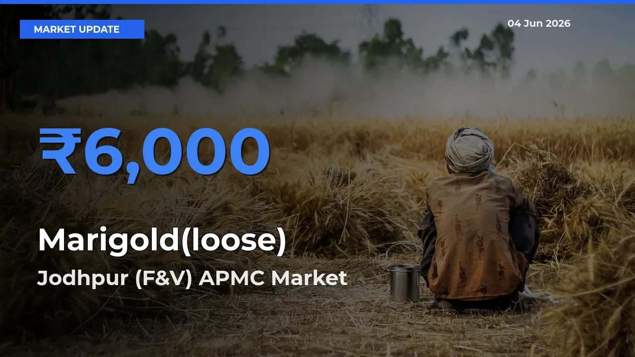 Jodhpur (F&V) APMC Offers ₹6,000 – Highest Marigold(loose) Rate Today