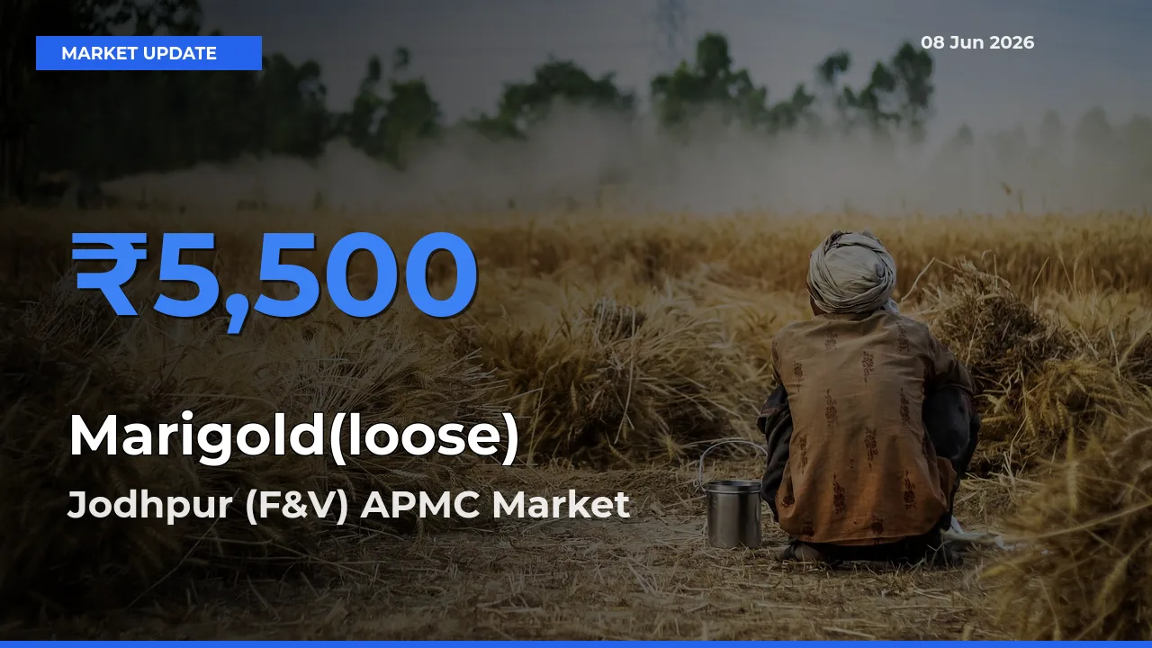 Jodhpur (F&V) APMC Tops Marigold(loose) Rates – June 08 Market Update