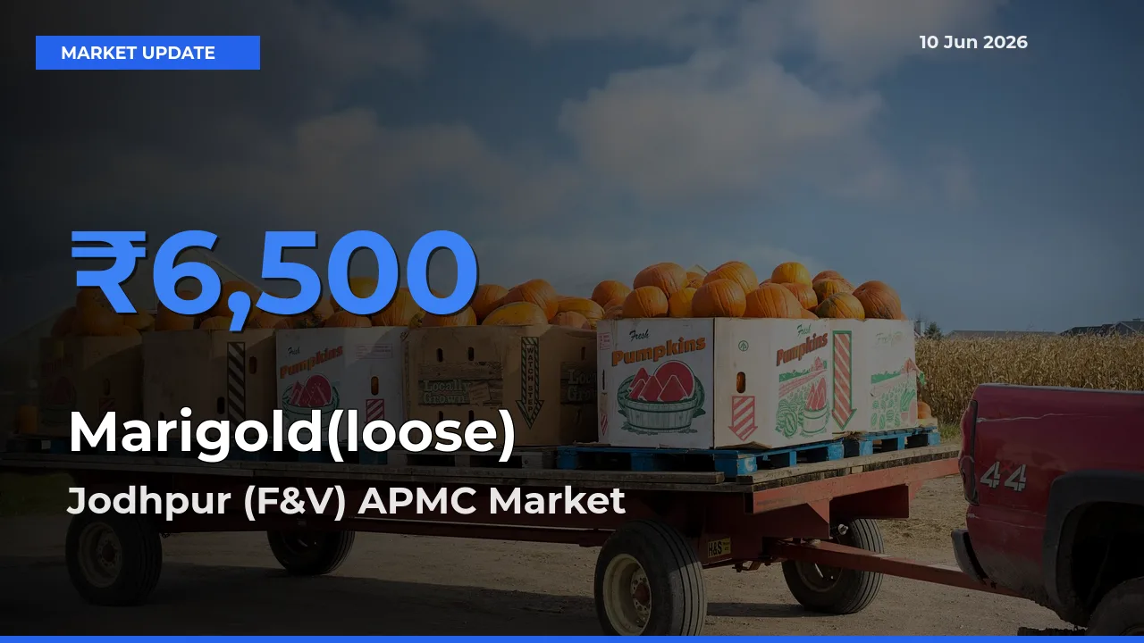Farmers Prefer Jodhpur (F&V) APMC as Marigold(loose) Hits Highest Rate