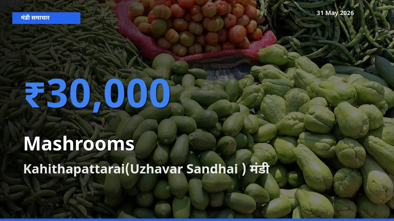 Kahithapattarai(Uzhavar Sandhai ) में मशरूम का आज सबसे ऊँचा भाव
