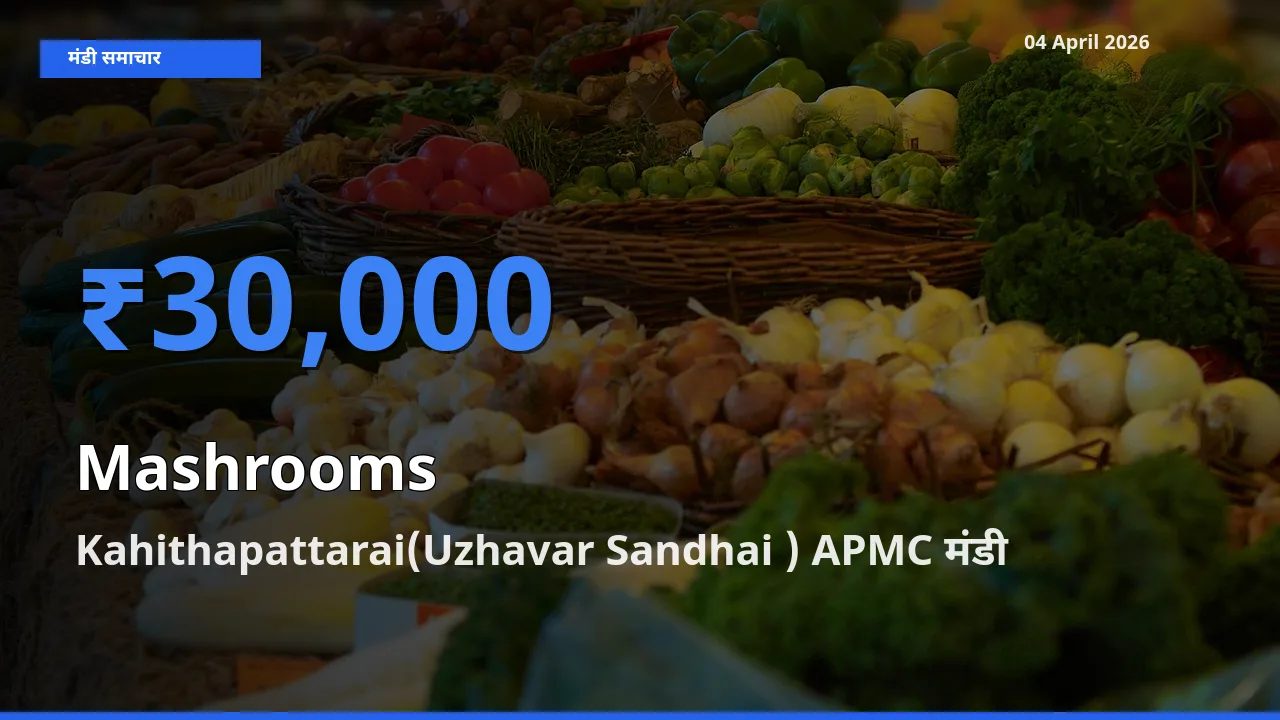Kahithapattarai(Uzhavar Sandhai ) APMC मंडी में मशरूम ₹30,000 पर पहुँचा – आज का सर्वोच्च भाव