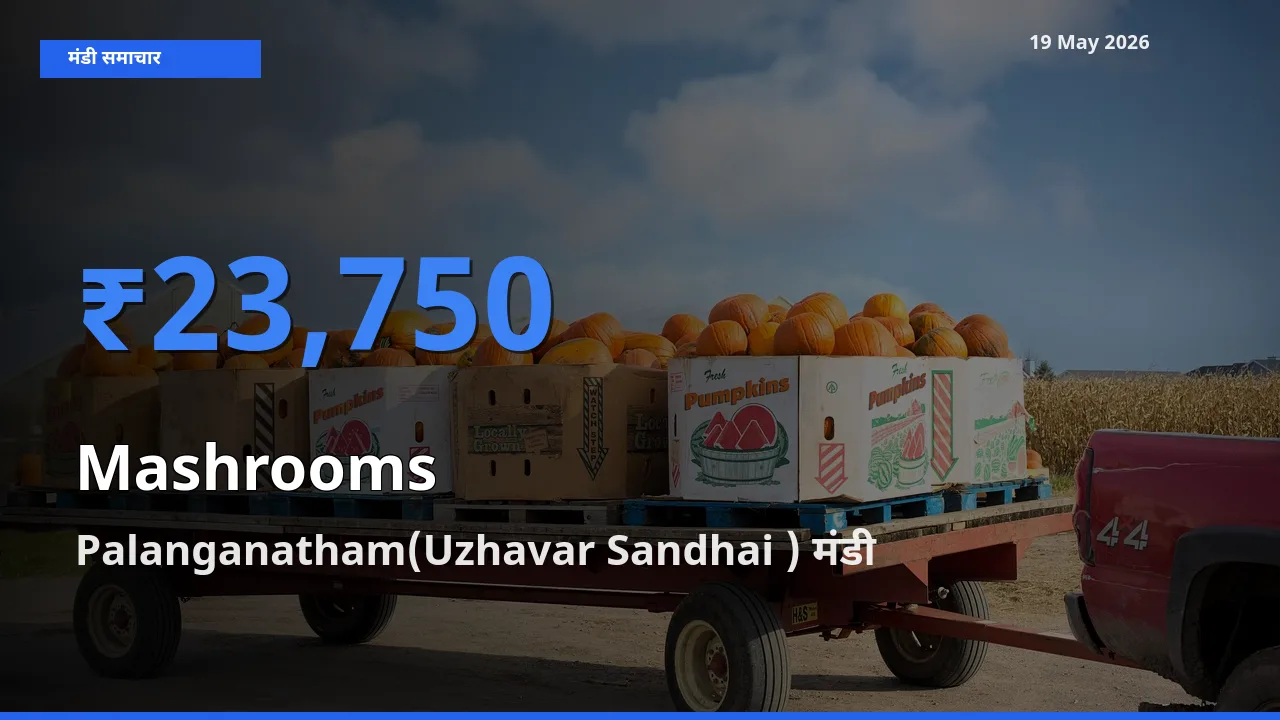आज का मंडी भाव: मशरूम के सबसे ज़्यादा दाम Palanganatham(Uzhavar Sandhai ) में