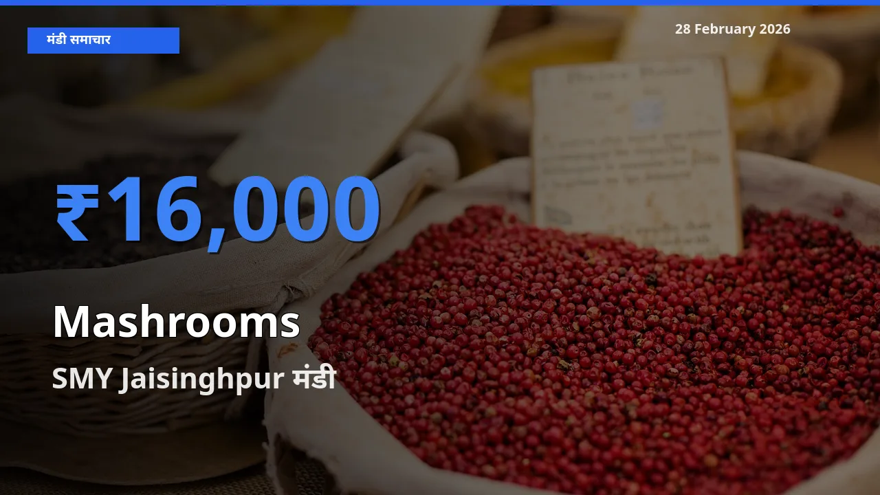 SMY Jaisinghpur मंडी में Mashrooms ₹16,000 पर पहुँचा – आज का सर्वोच्च भाव