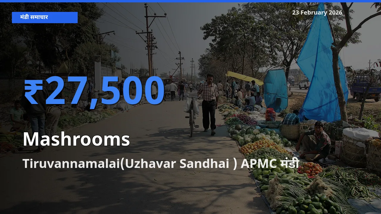 किसानों की पसंद बना Tiruvannamalai(Uzhavar Sandhai ) APMC, Mashrooms के सबसे अच्छे दाम