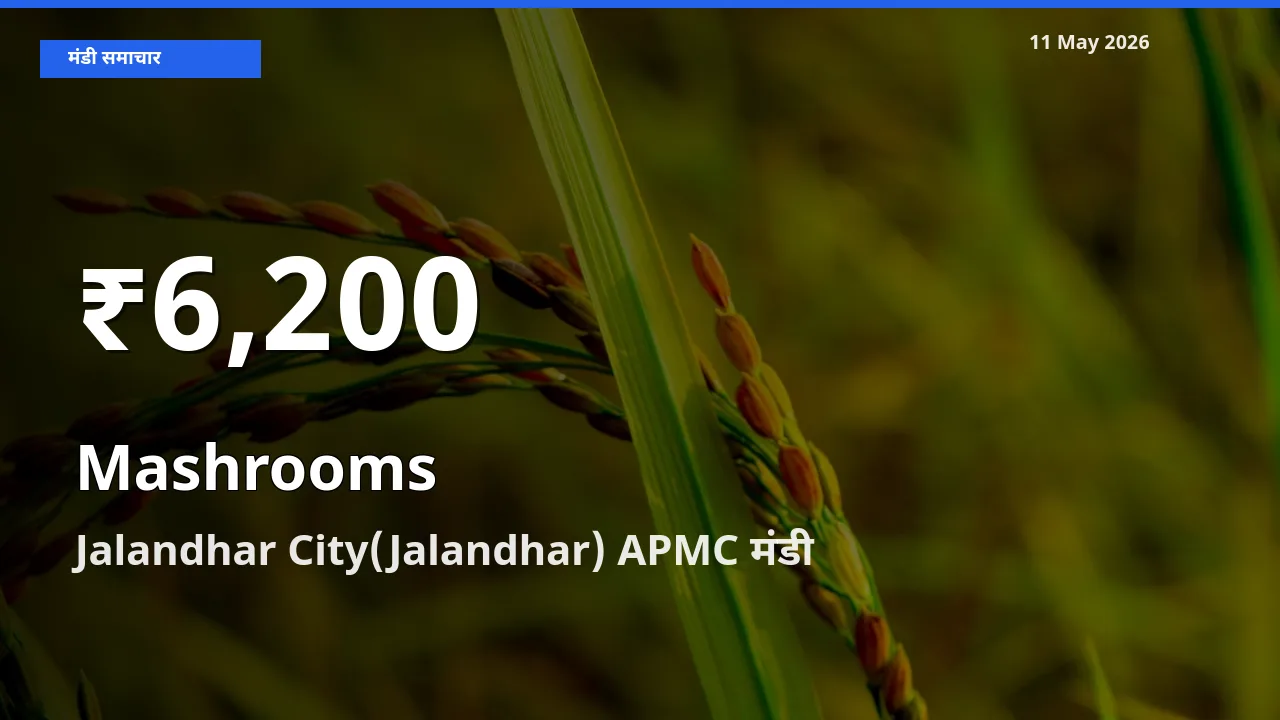 तेज़ गिरावट! Jalandhar City(Jalandhar) APMC में मशरूम के दाम 30 दिन के निचले स्तर पर