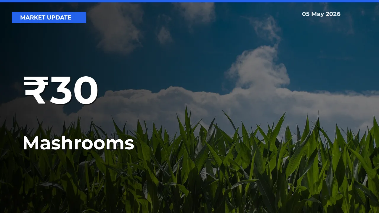 Strong Trend in Mashrooms Rates Across Multiple Mandis – What It Means for Traders