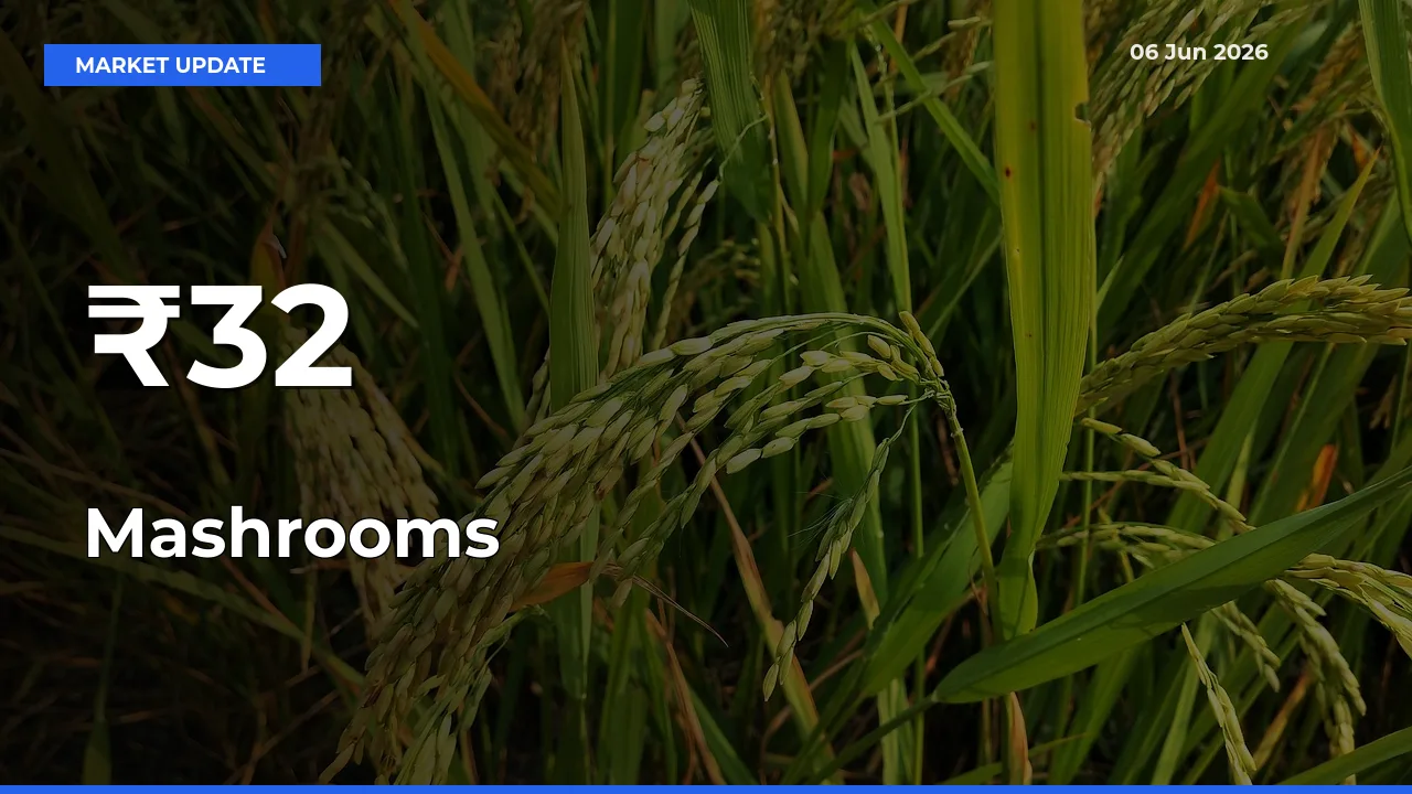 Multi-Mandi Trend Emerges as Mashrooms Prices Shift Across Key Markets