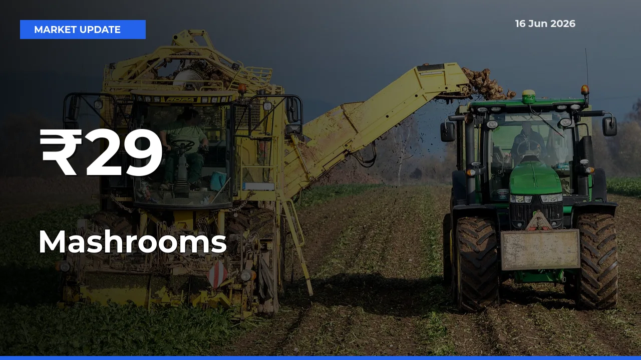Mashrooms Prices Gain Momentum Across 29+ Mandis – Market Trend Strengthens