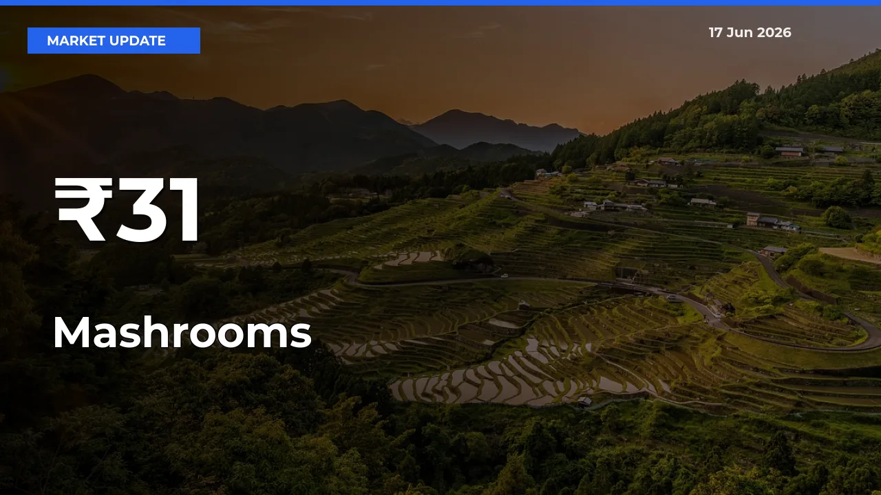 Mashrooms Shows Strong Mandi Trend – June 17 Market Update