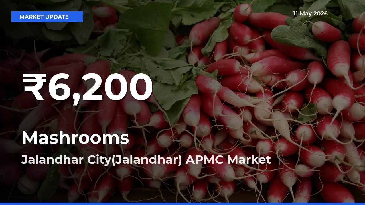 Mashrooms Mandi Rate Today: 30-Day Low Recorded in Jalandhar City(Jalandhar) APMC