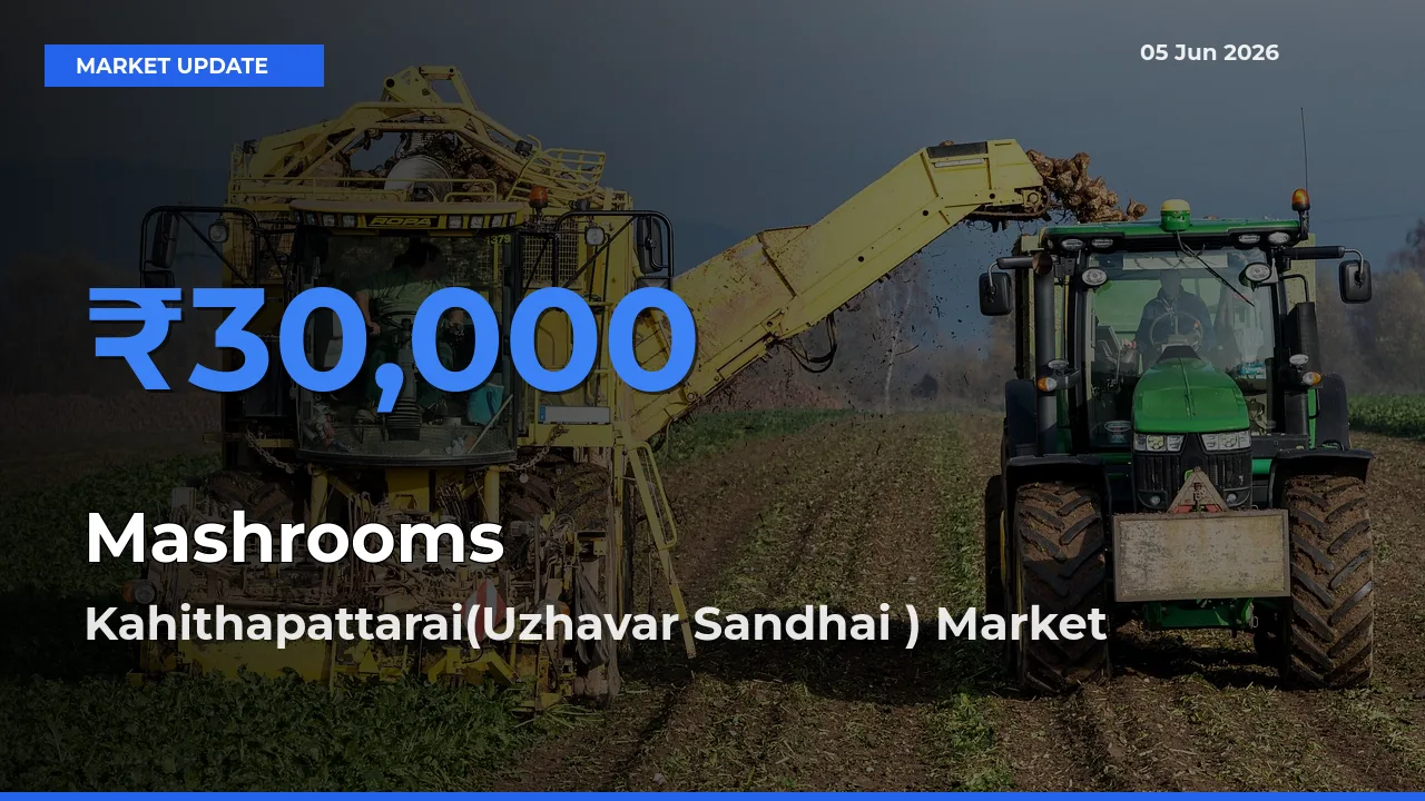 Mashrooms Mandi Rate Today: Kahithapattarai(Uzhavar Sandhai ) Tops the List