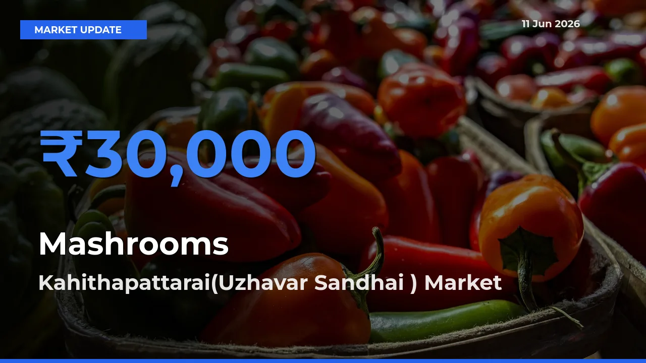 Kahithapattarai(Uzhavar Sandhai ) Offers ₹30,000 – Highest Mashrooms Rate Today