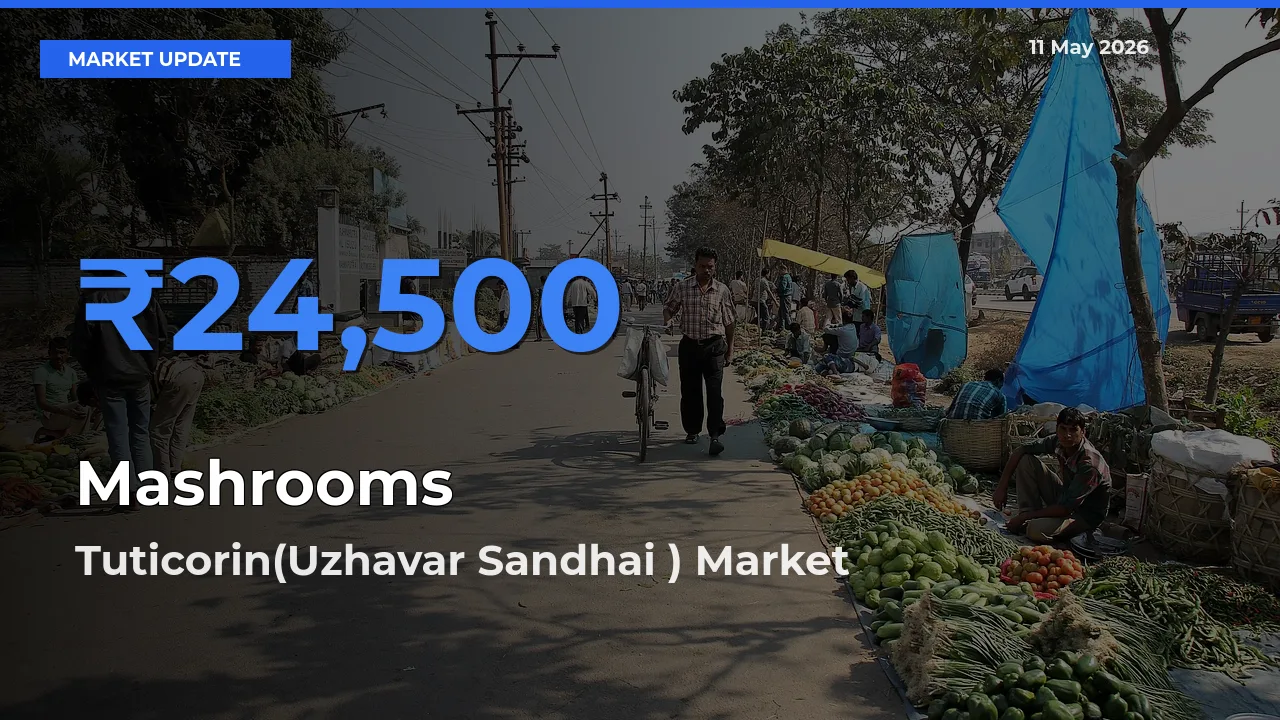 Tuticorin(Uzhavar Sandhai ) Tops Mashrooms Mandi Rates Today