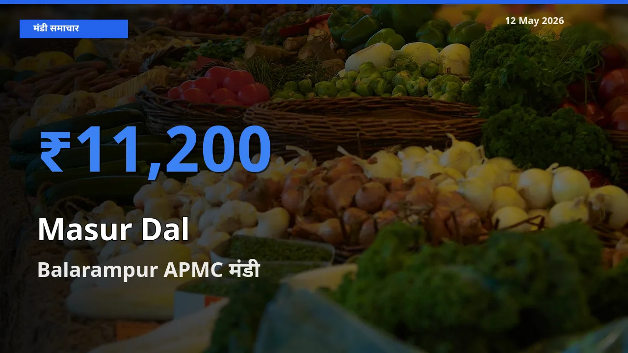 Balarampur APMC में मसूर दाल का आज सबसे ऊँचा भाव