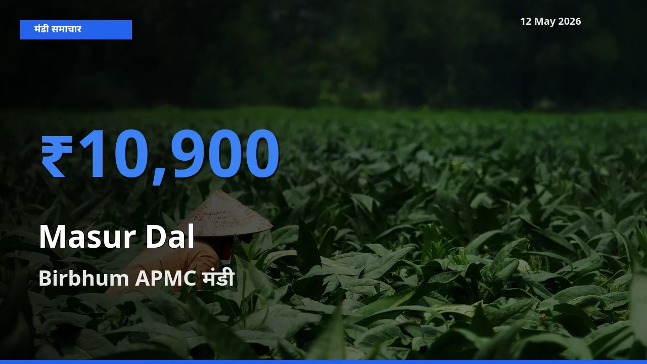 Birbhum APMC मंडी में आज मसूर दाल के सबसे ऊँचे दाम दर्ज