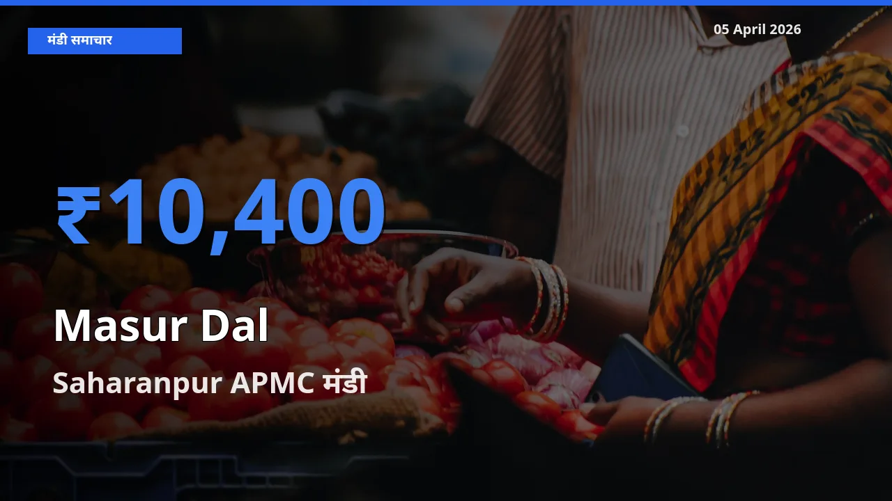 टॉप मंडी बना Saharanpur APMC! मसूर दाल के सबसे ऊँचे दाम यहीं दर्ज