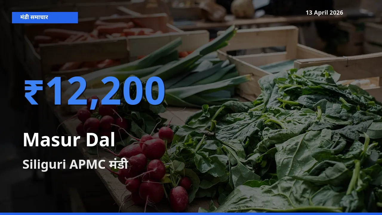 Siliguri APMC में मसूर दाल का आज सबसे ऊँचा भाव