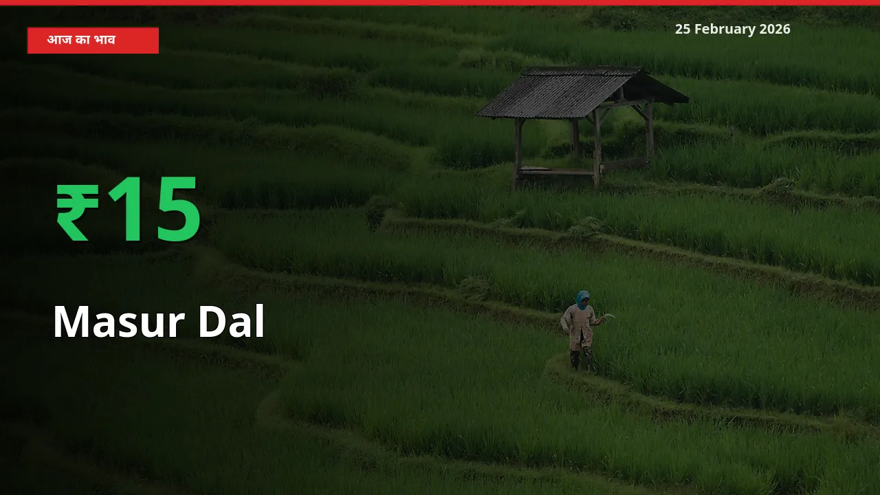 बाज़ार संकेत: Masur Dal के भाव मंडी में 15.39% ऊपर