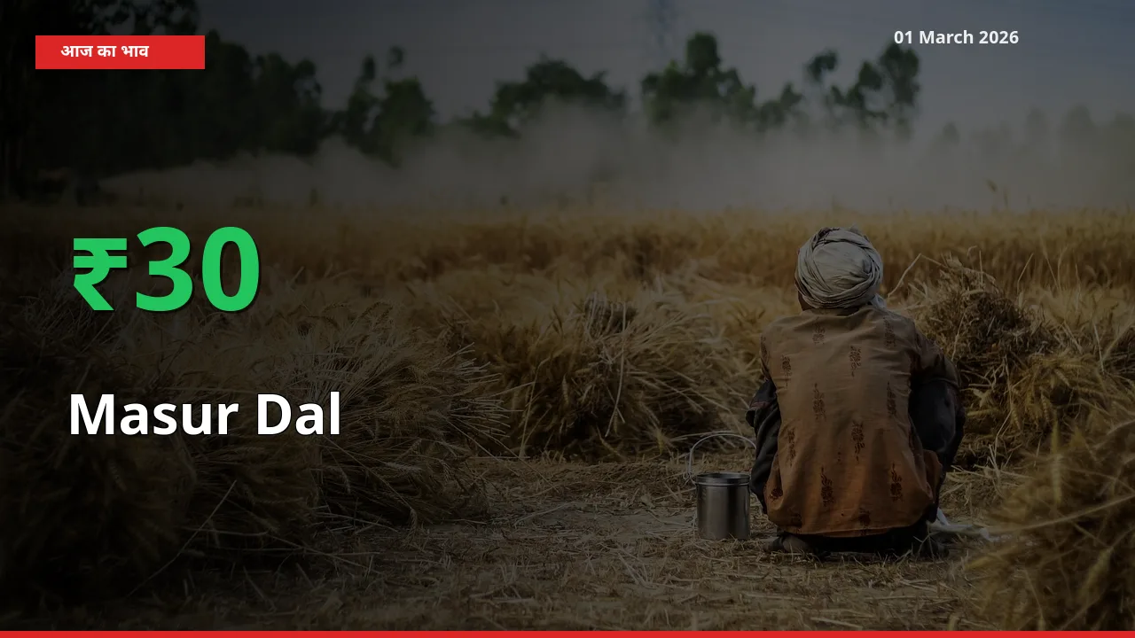 स्थानीय मंडी में Masur Dal के दाम अचानक 30.03% उछले, किसान सतर्क
