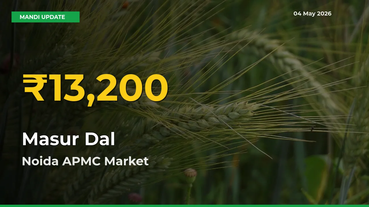 Why Masur Dal Prices Are Climbing in Noida APMC – Today’s New High Explained