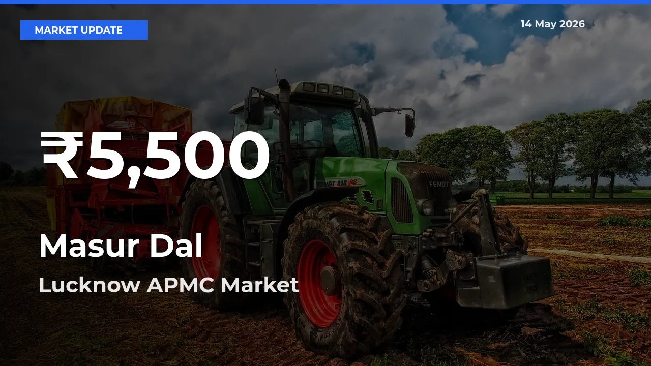 Masur Dal Prices Touch 30-Day Low in Lucknow APMC – May 14 Update