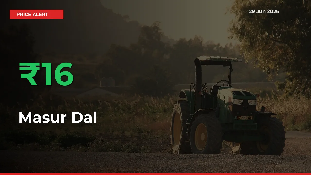 15.61% Spike in Masur Dal Prices – Mandi Sees Sudden Rally