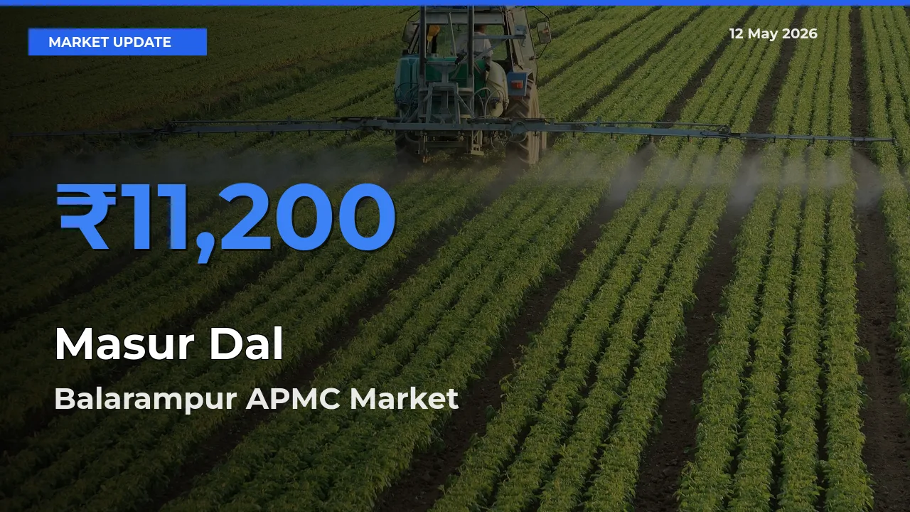 Market Watch: Balarampur APMC Becomes Top Mandi for Masur Dal