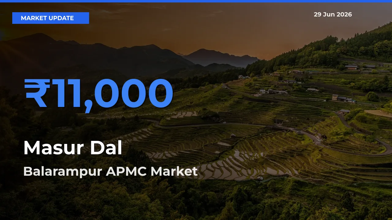 Top Performer! Balarampur APMC Offers Best Masur Dal Price Today