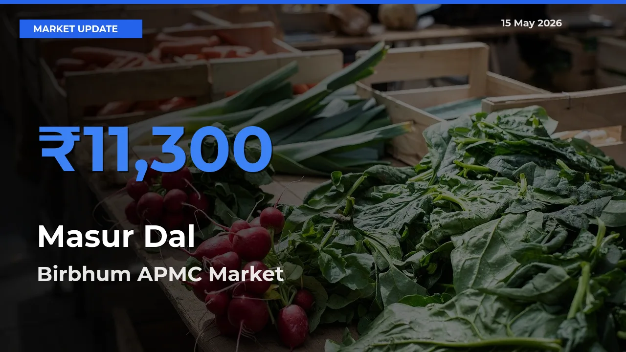 Top Performer! Birbhum APMC Offers Best Masur Dal Price Today