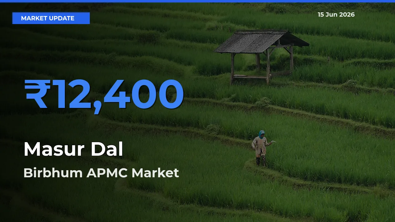 Market Watch: Birbhum APMC Becomes Top Mandi for Masur Dal