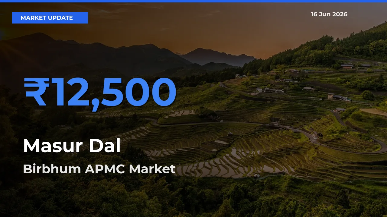Birbhum APMC Tops Masur Dal Rates – June 16 Market Update